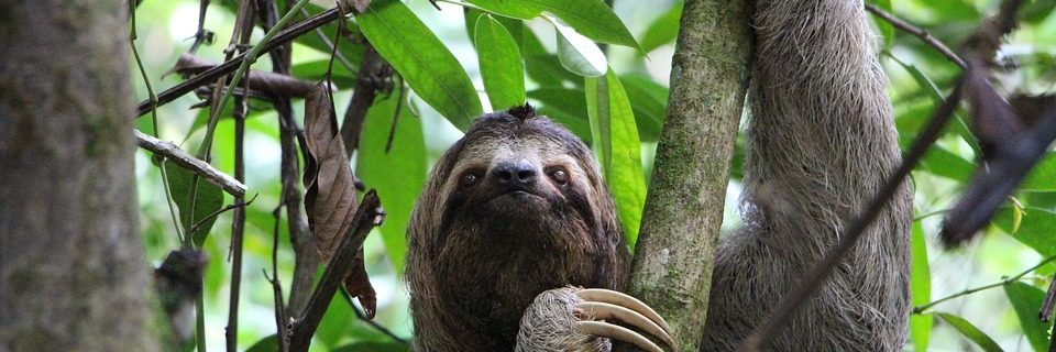 La Passerelle Conservation The Sloth Conservation Foundation