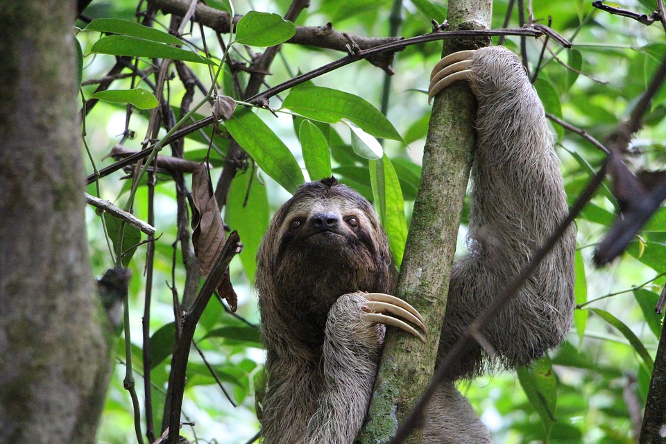 La Passerelle Conservation The Sloth Conservation Foundation